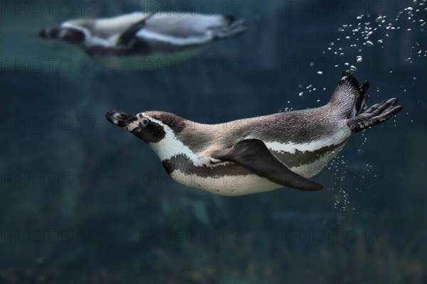 Humboldt Penguin (Spheniscus humboldti), Humboldt Penguin, adult, in the water, swimming, foraging, captive, Pacific coast, Chile, South America