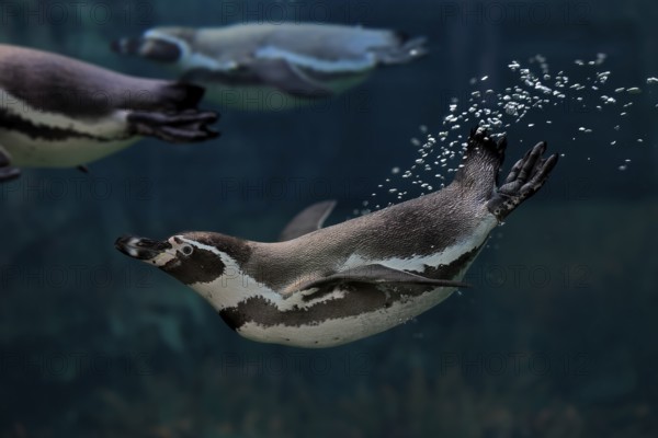 Humboldt Penguin (Spheniscus humboldti), Humboldt Penguin, adult, in the water, swimming, foraging, captive, Pacific coast, Chile, South America