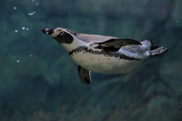 Humboldt Penguin (Spheniscus humboldti), Humboldt Penguin, adult, in the water, swimming, foraging, captive, Pacific coast, Chile, South America