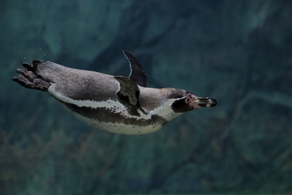 Humboldt Penguin (Spheniscus humboldti), Humboldt Penguin, adult, in the water, swimming, foraging, captive, Pacific coast, Chile, South America