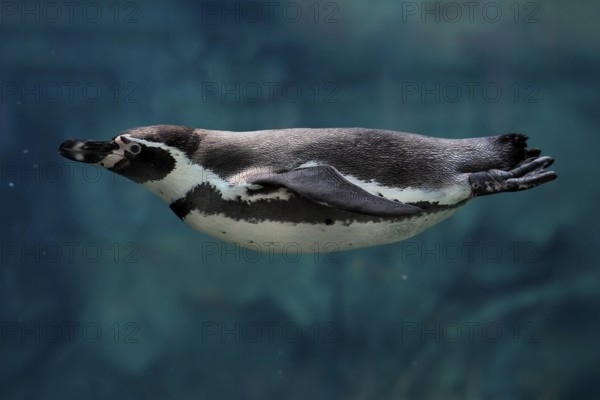 Humboldt Penguin (Spheniscus humboldti), Humboldt Penguin, adult, in the water, swimming, foraging, captive, Pacific coast, Chile, South America