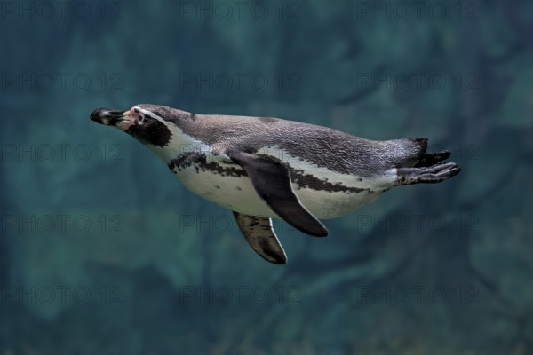 Humboldt Penguin (Spheniscus humboldti), Humboldt Penguin, adult, in the water, swimming, foraging, captive, Pacific coast, Chile, South America