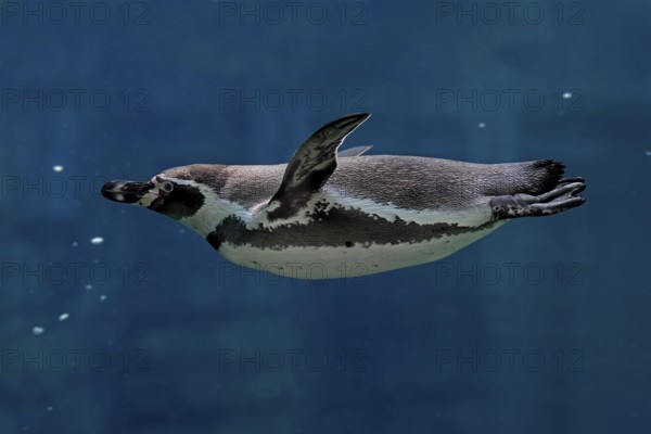 Humboldt Penguin (Spheniscus humboldti), Humboldt Penguin, adult, in the water, swimming, foraging, captive, Pacific coast, Chile, South America