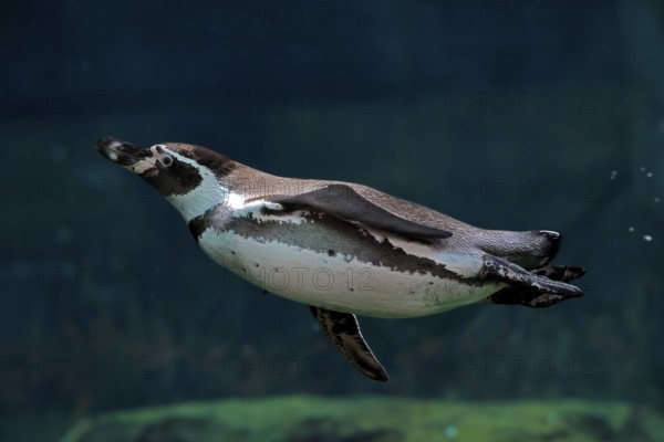 Humboldt Penguin (Spheniscus humboldti), Humboldt Penguin, adult, in the water, swimming, foraging, captive, Pacific coast, Chile, South America