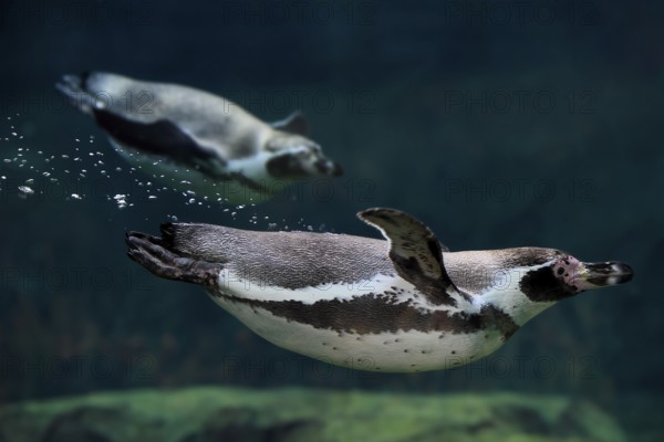 Humboldt Penguin (Spheniscus humboldti), Humboldt Penguin, adult, in the water, swimming, foraging, captive, Pacific coast, Chile, South America