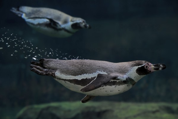 Humboldt Penguin (Spheniscus humboldti), Humboldt Penguin, adult, in the water, swimming, foraging, captive, Pacific coast, Chile, South America