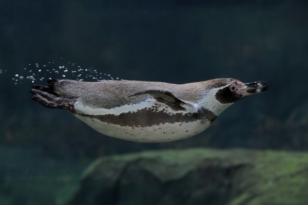 Humboldt Penguin (Spheniscus humboldti), Humboldt Penguin, adult, in the water, swimming, foraging, captive, Pacific coast, Chile, South America