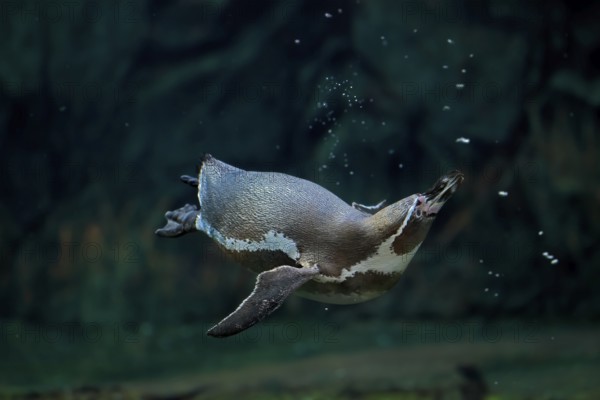 Humboldt penguin (Spheniscus humboldti), Humboldt penguin, adult, in the water, swimming, foraging, Pacific coast, Chile, South America