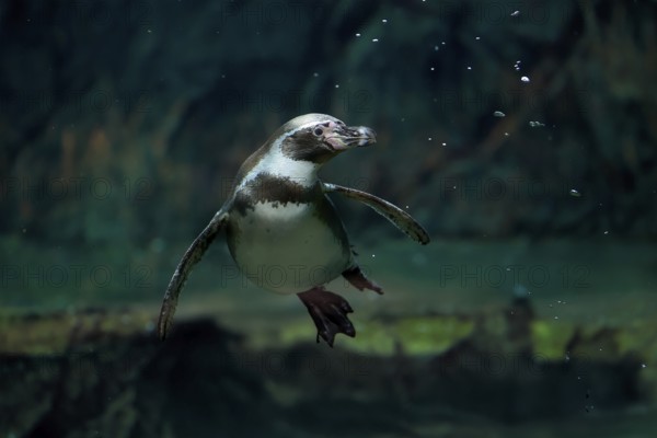 Humboldt Penguin (Spheniscus humboldti), Humboldt Penguin, adult, in the water, swimming, foraging, captive, Pacific coast, Chile, South America