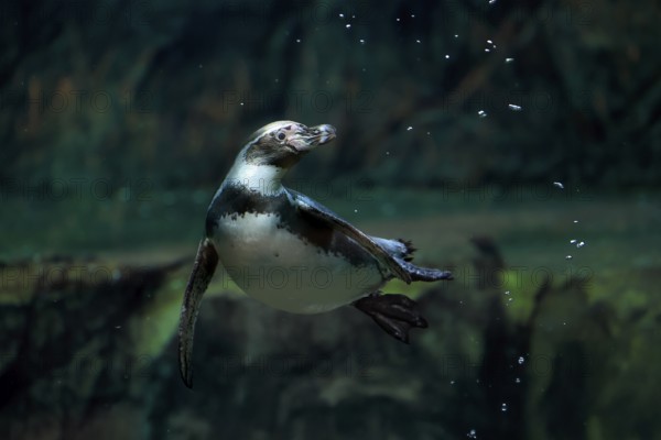 Humboldt Penguin (Spheniscus humboldti), Humboldt Penguin, adult, in the water, swimming, foraging, captive, Pacific coast, Chile, South America