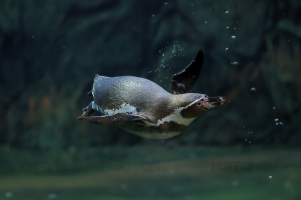 Humboldt Penguin (Spheniscus humboldti), Humboldt Penguin, adult, in the water, swimming, foraging, captive, Pacific coast, Chile, South America