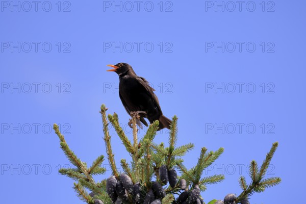 Blackbird (Turdus merula), black thrush, adult, male, on tree, singing, fir tree, Rhineland Palatinate, Germany