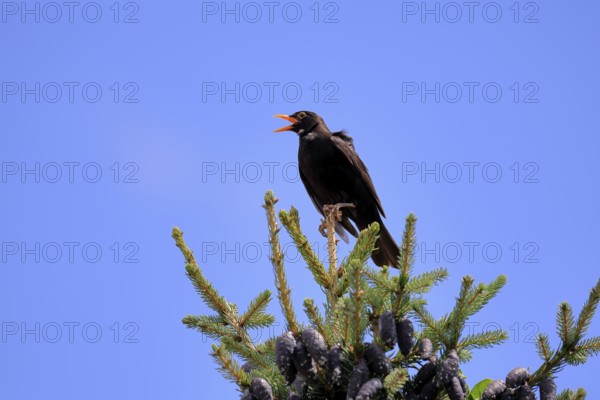 Blackbird (Turdus merula), black thrush, adult, male, on tree, singing, fir tree, Rhineland Palatinate, Germany