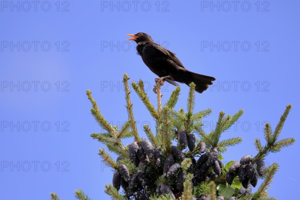 Blackbird (Turdus merula), black thrush, adult, male, on tree, singing, fir tree, Rhineland Palatinate, Germany