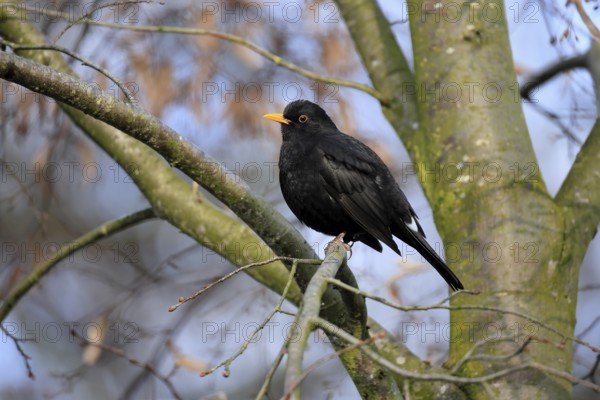 Blackbird (Turdus merula), blackbird, adult, male, on tree, alert, winter, Rhineland-Palatinate, Germany