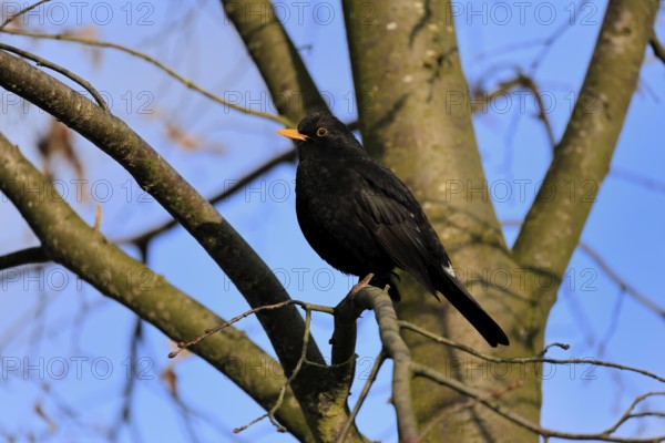 Blackbird (Turdus merula), blackbird, adult, male, on tree, alert, winter, Rhineland-Palatinate, Germany