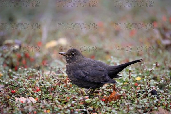 Blackbird (Turdus merula), Black Thrush, adult, female, on hedge, vigilant, Rhineland Palatinate, Germany