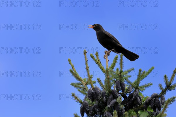 Blackbird (Turdus merula), black thrush, adult, male, on tree, singing, fir tree, Rhineland Palatinate, Germany