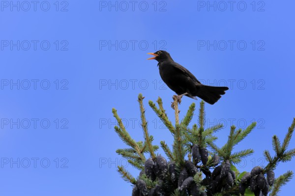 Blackbird (Turdus merula), black thrush, adult, male, on tree, singing, fir tree, Rhineland Palatinate, Germany