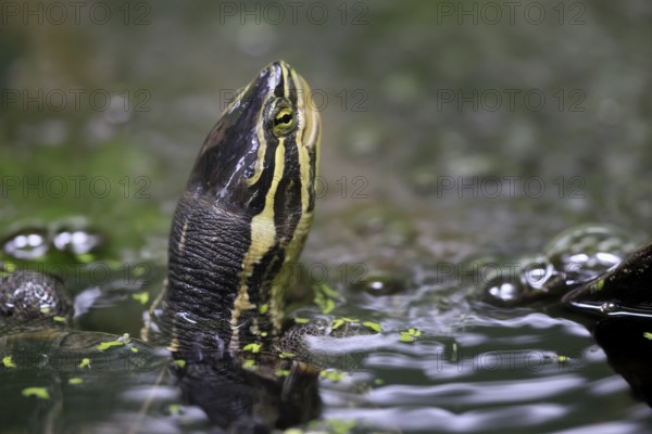 Annam stream turtle (Mauremys annamensis), adult, in water, portrait, Vietnam