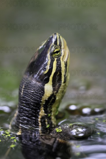 Annam stream turtle (Mauremys annamensis), adult, in water, portrait, Vietnam