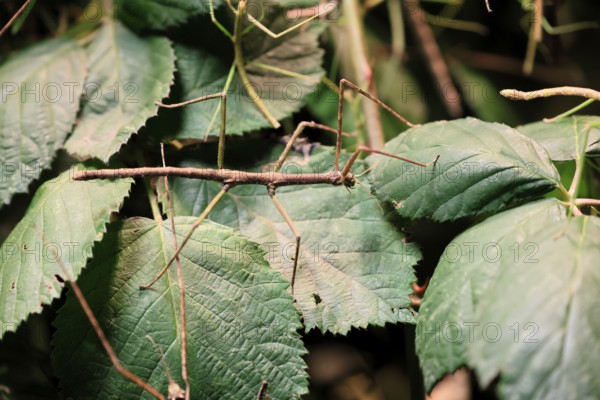 Annam stick insect (Medauroidea extradentata), Vietnamese stick insect, ghost insect, adult, foraging, feeding, camouflage, in foliage, Vietnam