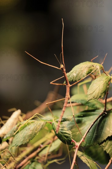 Annam stick insect (Medauroidea extradentata), Vietnamese stick insect, ghost insect, adult, foraging, feeding, camouflage, in foliage, Vietnam