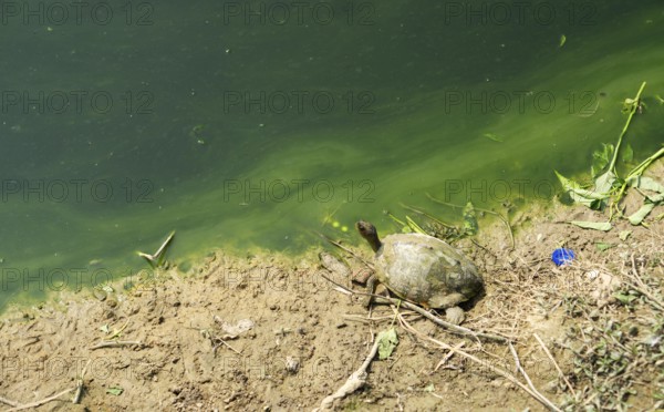 Turtle near a pond with green algae along the shore in a natural setting, Gazipur, bangladesh