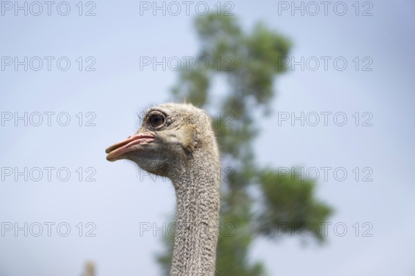 Close-up of an ostrich with a blurred tree and blue sky in the background, Gazipur, bangladesh