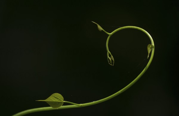 A graceful, curving vine with delicate leaves against a dark background, Dhaka, bangladesh