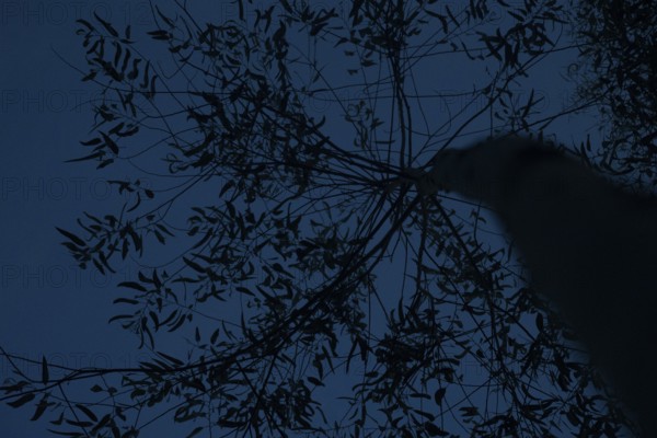 Silhouette of tree branches and leaves against a dark blue night sky, Gazipur, Bangladesh