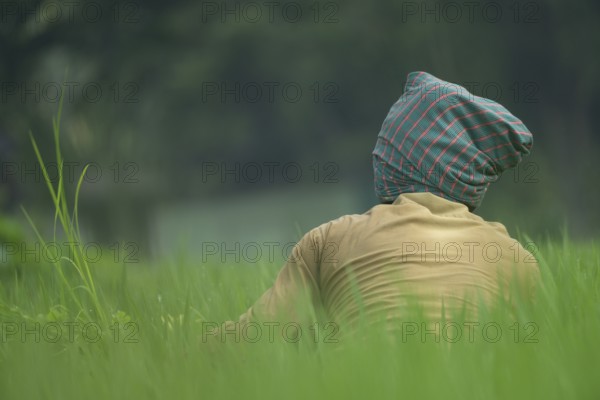 A farmer is clearing weeds from a paddy field, Gazipur, Bangladesh