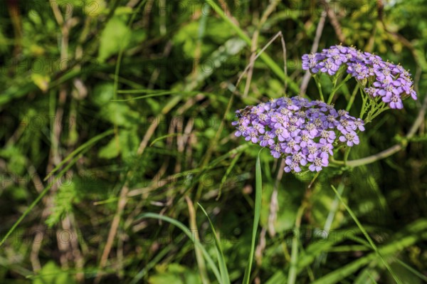 A group of purple flowering plants (common yarrow, Achillea millefolium) unfold their colours in the greenery. Surrounded by grass and other plants, the beauty of nature is in full bloom. Hunderdorf, Lower Bavaria