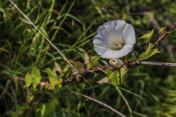 A larger bindweed (Calystegia sepium) displays a striking white flower, embedded in lush greenery. Sunshine illuminates the scene and nature shines in all its splendour. Hunderdorf, Lower Bavaria