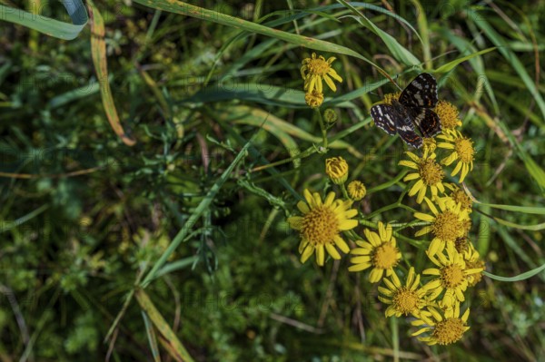 A butterfly (Araschnia levana) rests on the yellow flowers of a meadow. The plants are blooming magnificently and the grasses surround the scene on a clear autumn day. Hunderdorf, Lower Bavaria