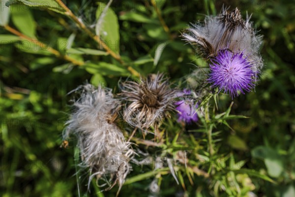 Purple milk thistles (Silybum marianum) bloom in a sunny natural area, surrounded by numerous green leaves. It is late summer and the colours glow in the warm sun. Hunderdorf, Lower Bavaria