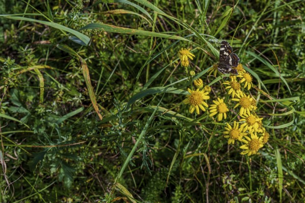 In a lush meadow with green plants and yellow flowers, a butterfly (Araschnia levana) lingers in the warm sun while nature is in full bloom. Hunderdorf, Lower Bavaria
