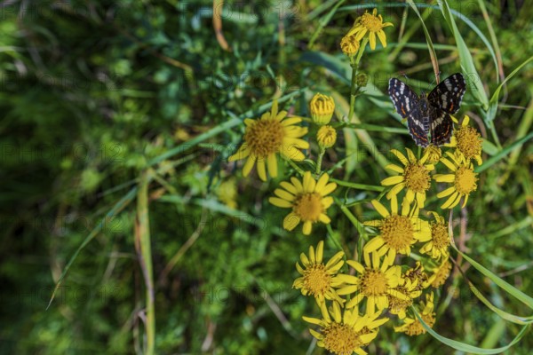 A butterfly (Araschnia levana) sits on a flower, surrounded by a colourful meadow full of yellow blossoms. It is an autumn day in nature. Hunderdorf, Lower Bavaria