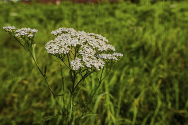 Common yarrow (Achillea millefolium) blooms in a lush, tall grassland on a sunny afternoon. The plants take centre stage and display their delicate flowers. Hunderdorf, Lower Bavaria