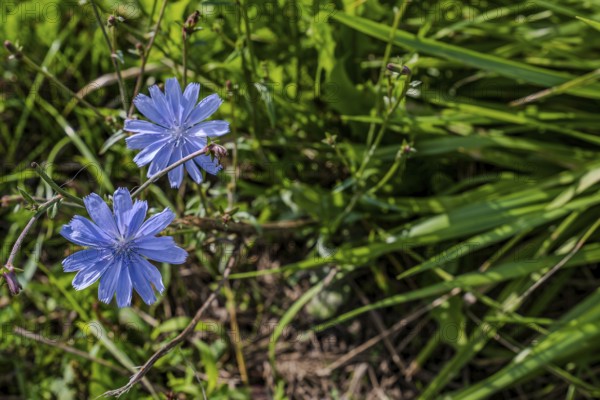 Two flowering chicory (Cichorium intybus) stand in a meadow. The intense blue flowers stand out against the green grass. It is a clear, sunny day. Hunderdorf, Lower Bavaria