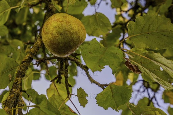 Ripe apples (Malus domestica) hang from a tree branch, while the green leaves blow gently in the wind under the blue sky. The scene radiates a peaceful, rural atmosphere. Hundersorf, Lower Bavaria