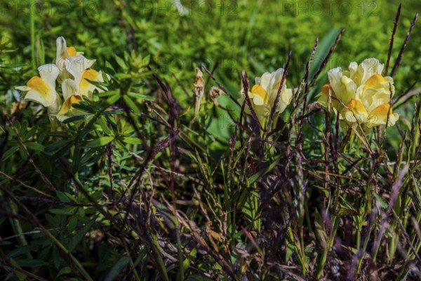 Common toadflax (Linaria vulgaris) blooms in various shades of yellow in a sunny meadow. The plants stand among green grasses and bring life to the landscape. Hunderdorf, Lower Bavaria