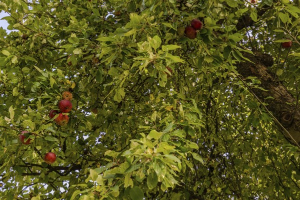 Juicy, red apples (Malus domestica) hang from a lush apple tree. The foliage surrounds the fruit and reveals the beauty of a garden on a sunny day in early autumn. Hunderdorf, Lower Bavaria