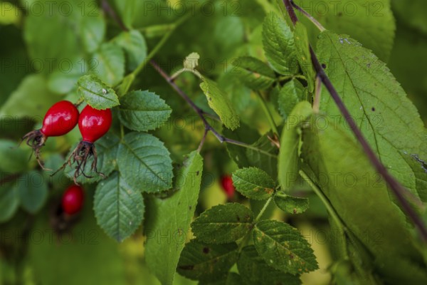 The bright red rose hips (dog rose, Rosa canina) ripen on a shrub surrounded by lush green leaves. It is a peaceful autumn morning with fresh air. Hunderdorf, Lower Bavaria