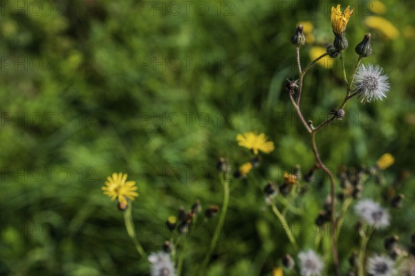 In early autumn, various flowers unfurl in a green meadow. Yellow and white blossoms are in full splendour. Hunderdorf, Lower Bavaria