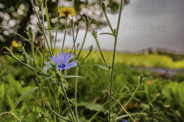 Blue and yellow flowers can be seen in the foreground of the photo, surrounded by dense greenery. The sky is cloudy, which creates a dramatic atmosphere. Hunderdorf, Lower Bavaria