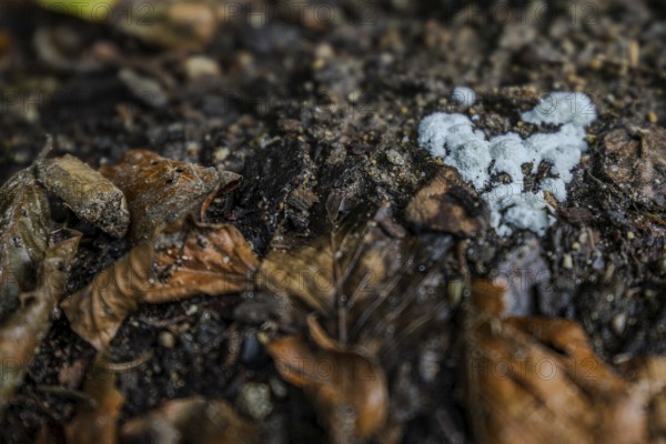 At the bottom of a forest you can see wet, withered leaves under which fungal mycelium is growing on fertile, moist soil. The surroundings show typical forest features. Perlbachtal, Neukirchen, Lower Bavaria