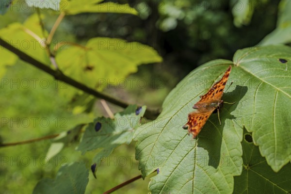 A colourful butterfly (C butterfly, Polygonia c-album) with orange and black patterns rests on a large green leaf. Surrounded by fresh greenery, the scene shows the beauty of nature. Perlbachtal, Neukirchen, Lower Bavaria