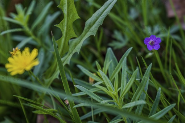 In early autumn, various wildflowers still bloom in a garden. Yellow and purple flowers (meadow cranesbill, Geranium pratense) stand out among the green grass and offer a vibrant play of colours. Hunderdorf, Lower Bavaria