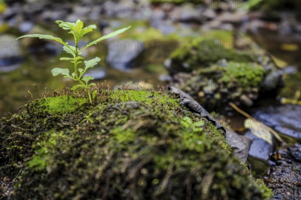 A delicate plant sprouts on a stone covered in moss, while the calm waters of a stream flow in the background. The scenery conveys a feeling of peace and closeness to nature. Perlbachtal, Neukirchen, Lower Bavaria